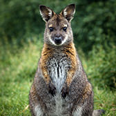 Tierpark Bad Pyrmont – Ausflugsziel für die ganze Familie - Bennet Känguru