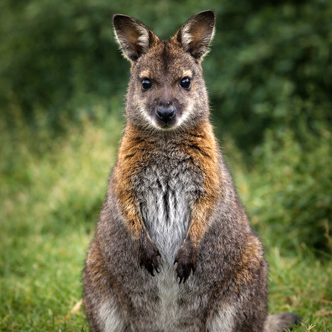 Tierpark Bad Pyrmont – Ausflugsziel für die ganze Familie - Bild Bennett-Känguru