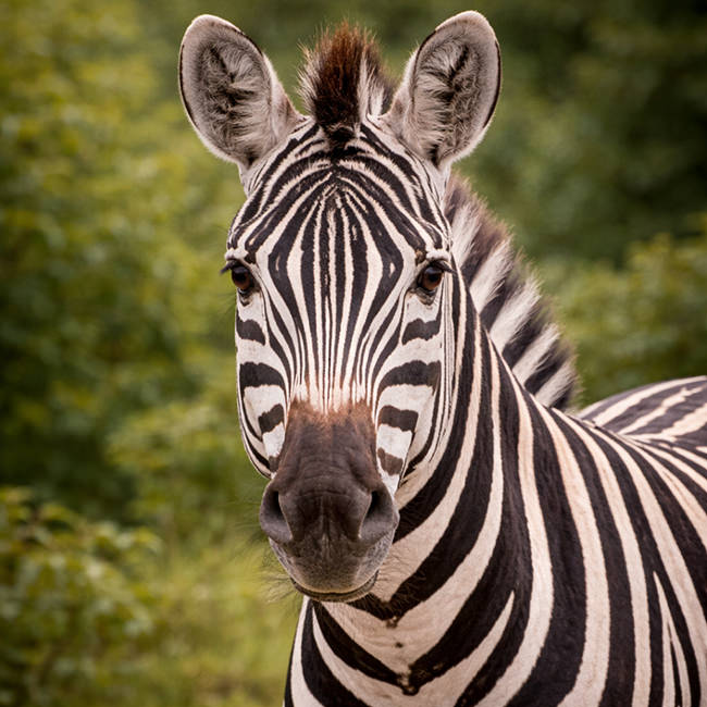Tierpark Bad Pyrmont – Ausflugsziel für die ganze Familie - Bild Böhmzebra