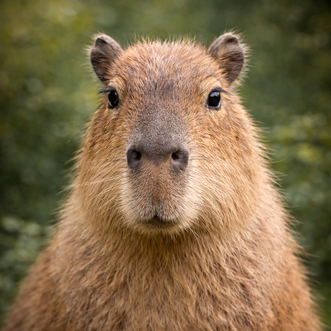 Tierpark Bad Pyrmont – Ausflugsziel für die ganze Familie - Bild Capybara