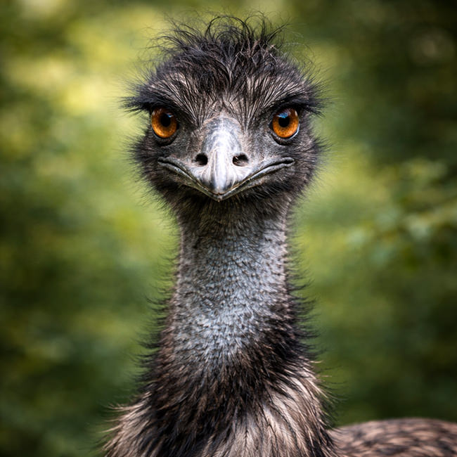 Tierpark Bad Pyrmont – Ausflugsziel für die ganze Familie - Bild Emu