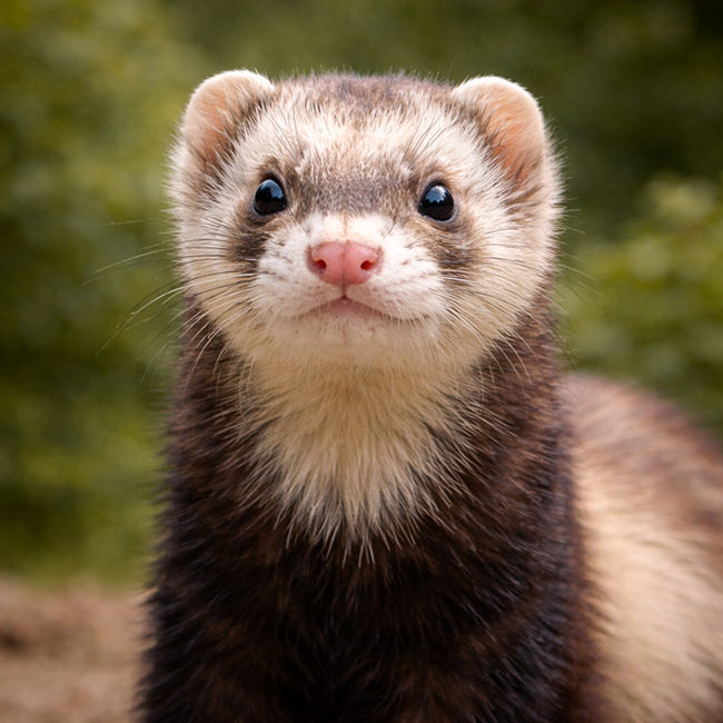 Tierpark Bad Pyrmont – Ausflugsziel für die ganze Familie - Bild Frettchen