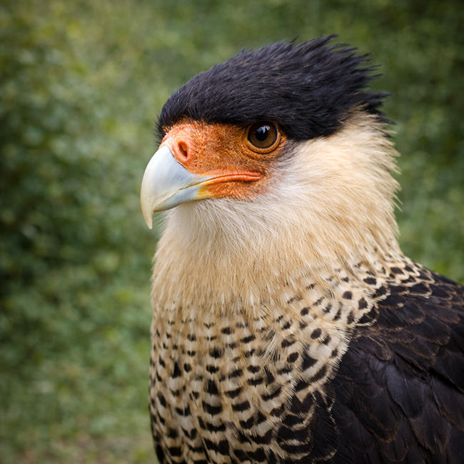 Tierpark Bad Pyrmont – Ausflugsziel für die ganze Familie - Bild Bergkarakara