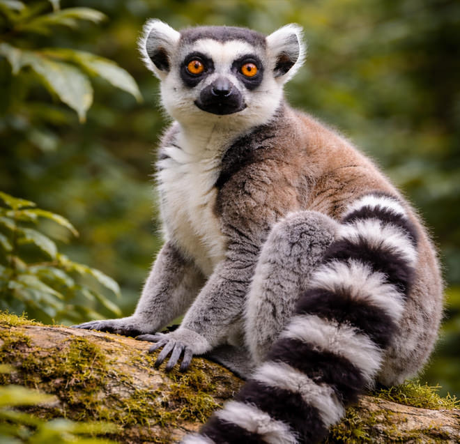 Tierpark Bad Pyrmont - Bild eines Katta