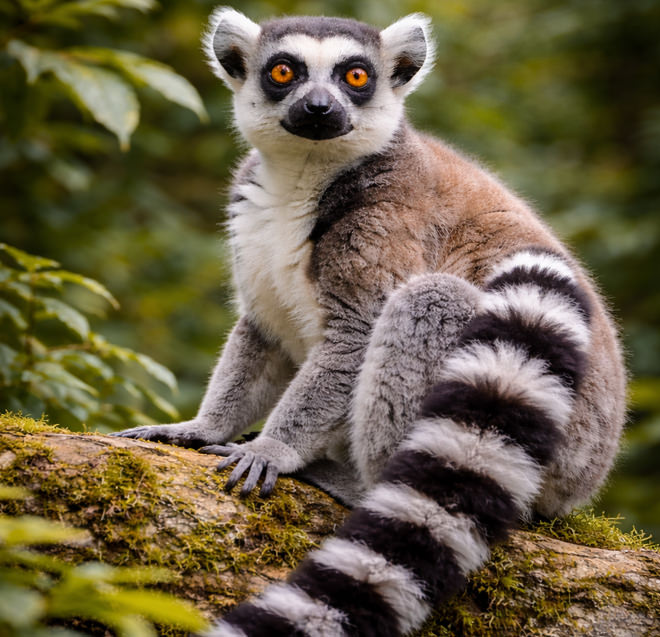 Tierpark Bad Pyrmont – Ausflugsziel für die ganze Familie - Katta