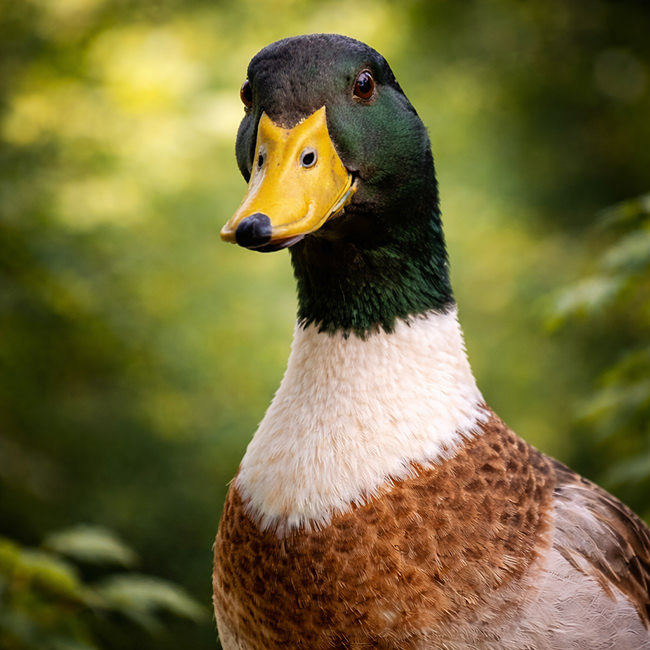 Tierpark Bad Pyrmont – Ausflugsziel für die ganze Familie - Bild Laufente