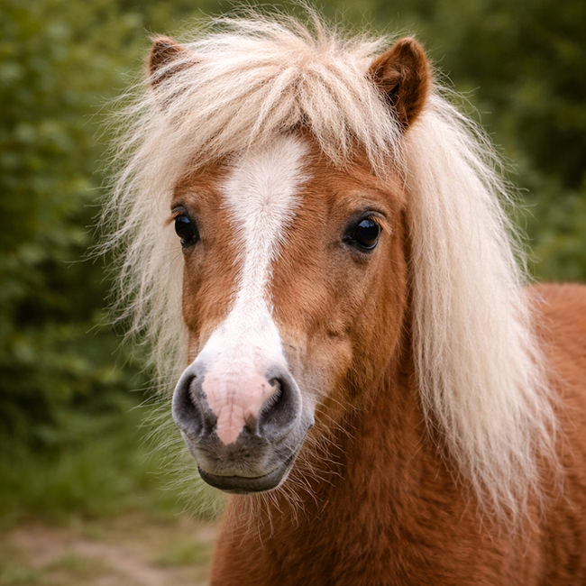 Tierpark Bad Pyrmont – Ausflugsziel für die ganze Familie - Bild Minipony