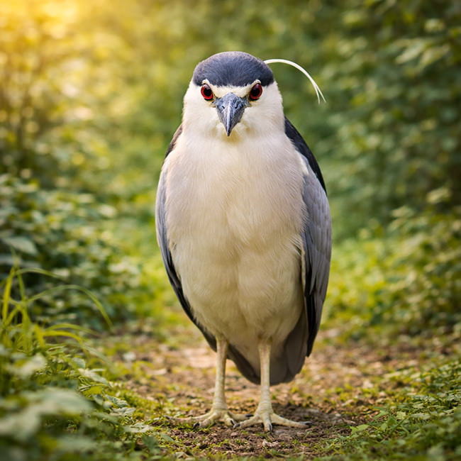 Tierpark Bad Pyrmont – Ausflugsziel für die ganze Familie - Bild Nachtreiher