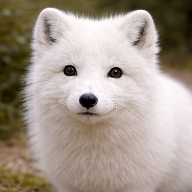 Tierpark Bad Pyrmont – Ausflugsziel für die ganze Familie - Bild Polarfuchs