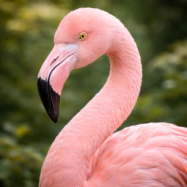 Tierpark Bad Pyrmont – Ausflugsziel für die ganze Familie - Bild Flamingo