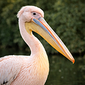 Tierpark Bad Pyrmont – Ausflugsziel für die ganze Familie - Rosa Pelikan