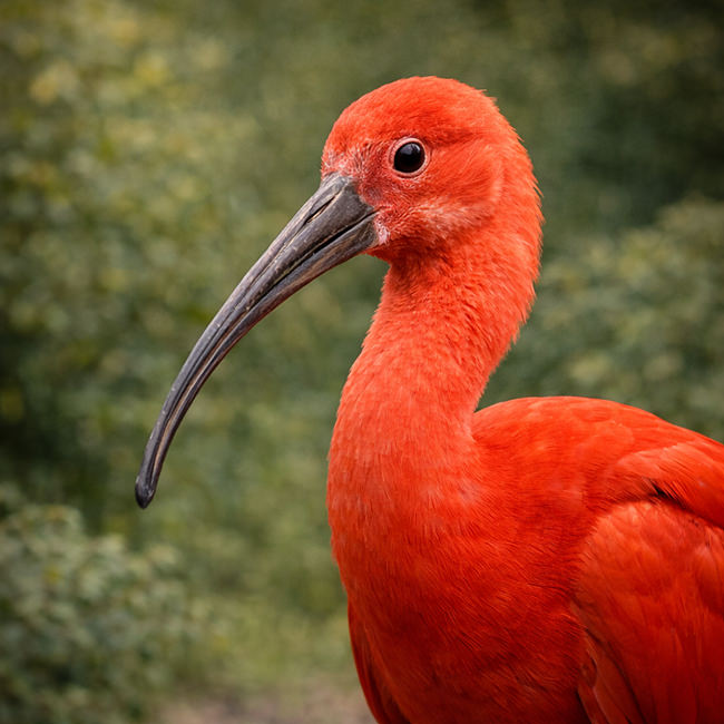 Tierpark Bad Pyrmont – Ausflugsziel für die ganze Familie - Bild Scharlachsichler