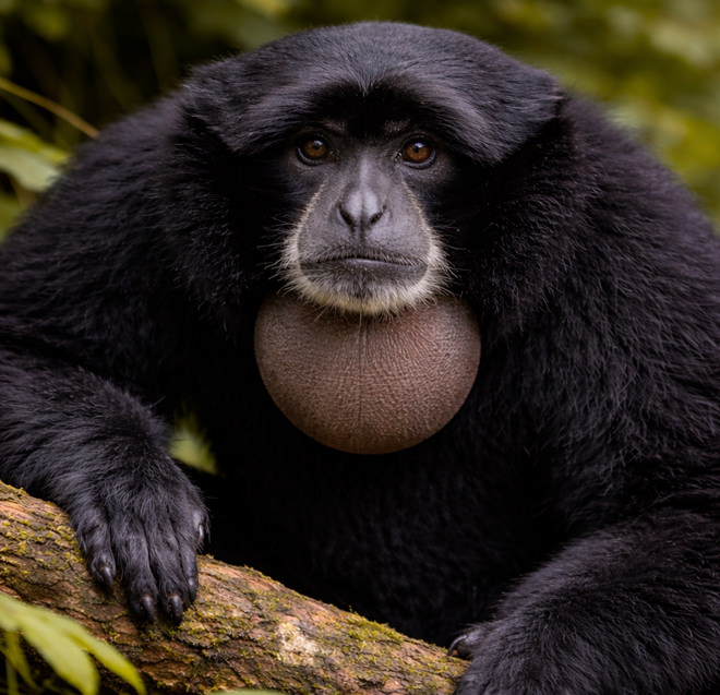 Tierpark Bad Pyrmont – Ausflugsziel für die ganze Familie - Siamang