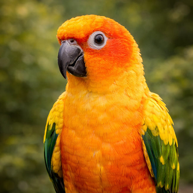 Tierpark Bad Pyrmont – Ausflugsziel für die ganze Familie - Bild Sonnensittich