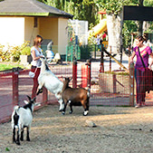 Tierpark Bad Pyrmont – Ausflugsziel für die ganze Familie - Streichelzoo