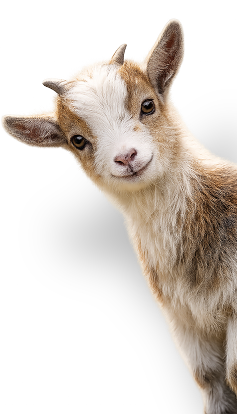 Tierpark Bad Pyrmont - Bild einer Ziege